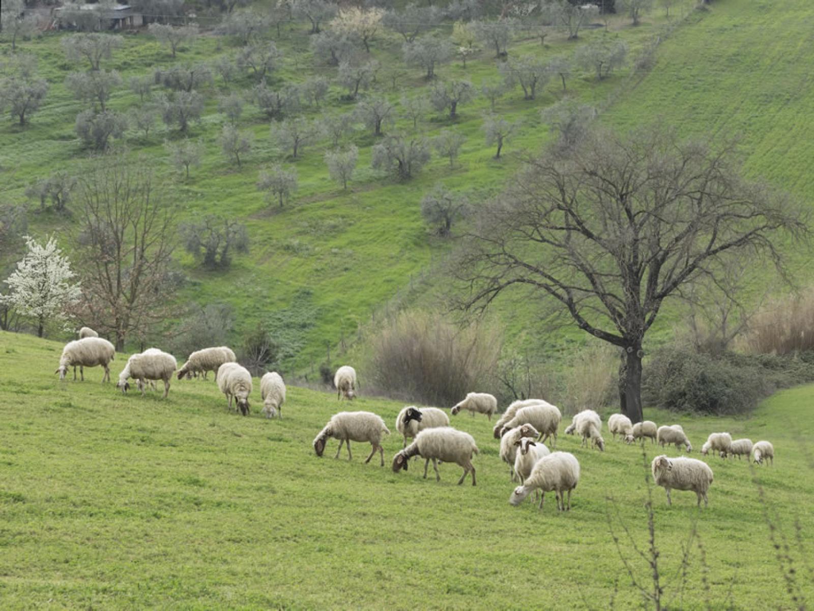 Pecore pascolano serene su una collina verde, con alberi e un'atmosfera tranquilla.