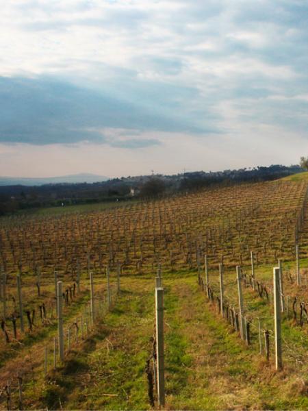 Vigneto collinare al tramonto, villa gialla, atmosfera serena e incantevole.